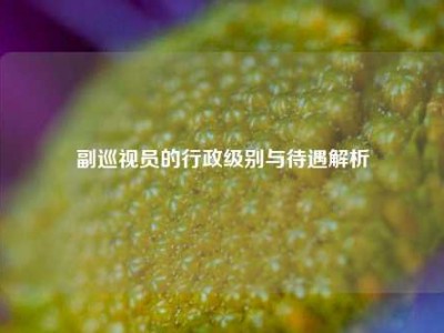 副巡视员的行政级别与待遇解析