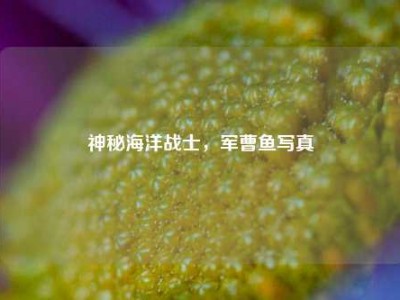 神秘海洋战士，军曹鱼写真
