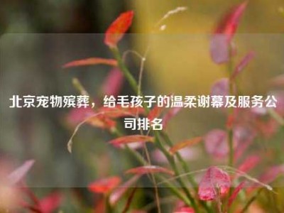 北京宠物殡葬，给毛孩子的温柔谢幕及服务公司排名