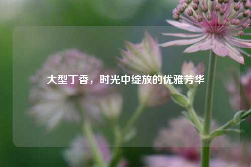 大型丁香,时光中绽放的优雅芳华
