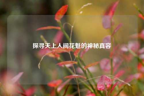 探寻天上人间花魁的神秘真容