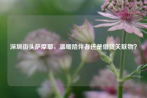深圳街头萨摩耶,温暖陪伴者还是借贷关联物?