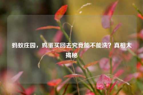 蚂蚁庄园,鸡蛋买回去究竟能不能洗?真相大揭秘